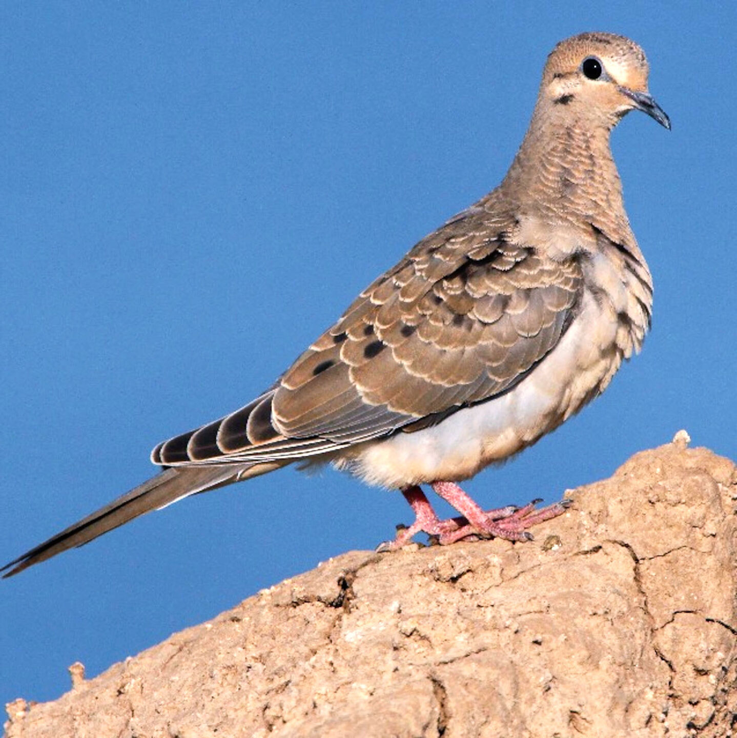 Dove